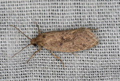 Syncometes vilis
