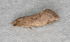 Syncometes vilis