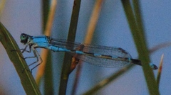 Enallagma carunculatum