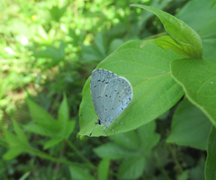Celastrina