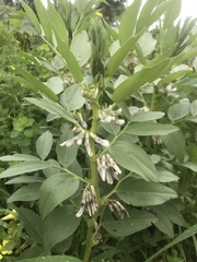 Vicia faba