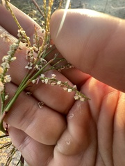 Polygonella articulata
