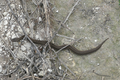 Vipera renardi
