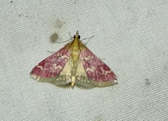 Pyrausta signatalis