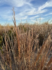 Schizachyrium