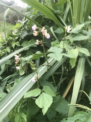Phaseolus vulgaris