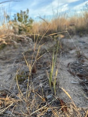 Aristida tuberculosa