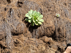 Aeonium hierrense