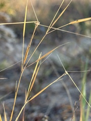 Aristida tuberculosa