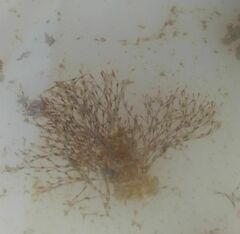 Savignyella lafontii