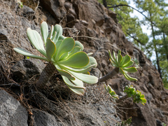 Aeonium hierrense