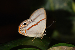 Euselasia cafusa