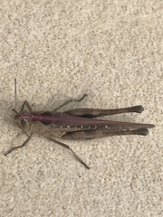 Rhammatocerus viatorius