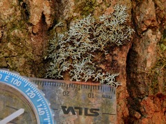 Heterodermia appalachensis