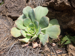 Aeonium hierrense