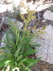 Rumex californicus