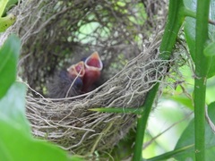 Sporophila caerulescens