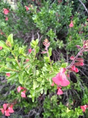 Salvia greggii