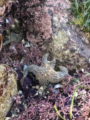 Pisaster giganteus