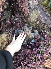 Pisaster giganteus