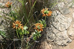 Leonotis ocymifolia