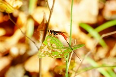 Dolichomitus irritator