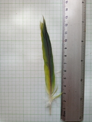 Melopsittacus undulatus