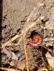 Rhysodesmus