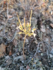 Pelargonium luteolum