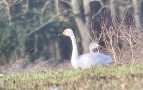 Cisne chico (Cygnus columbianus)
