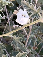 Sphaeralcea