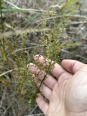 Artemisia campestris caudata