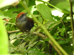 Synallaxis ruficapilla