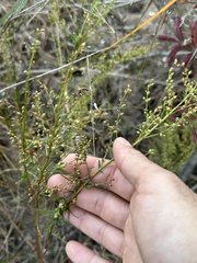 Artemisia campestris caudata