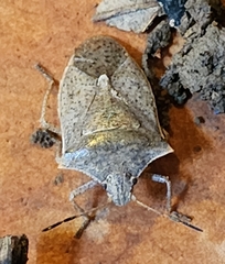 Euschistus variolarius