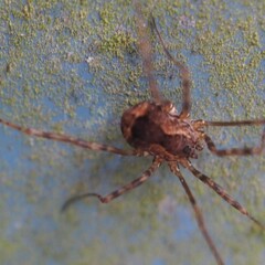 Leiobunum ventricosum