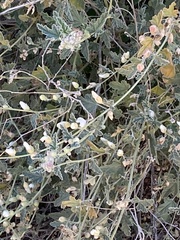 Sphaeralcea