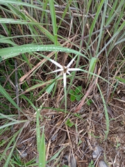 Rhynchospora colorata