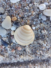 Glycymeris glycymeris