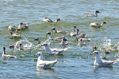 Podiceps occipitalis occipitalis