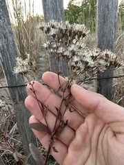 Eupatorium subvenosum