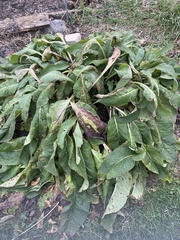 Symphytum officinale