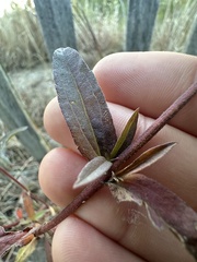 Eupatorium subvenosum