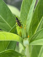 Coccinellinae