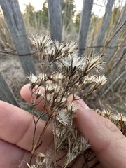 Eupatorium subvenosum