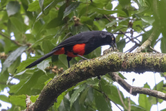 Hypopyrrhus pyrohypogaster