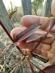 Eupatorium subvenosum