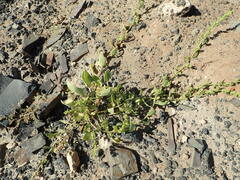 Patellifolia