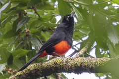 Hypopyrrhus pyrohypogaster