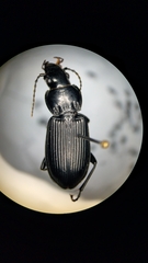 Pterostichus melanarius